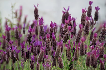 lavender, lavender flowers, purple, violet, inflorescence, lavender field thumbnail