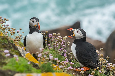 two grey-and-black birds on bed of flowers thumbnail