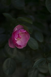 close up photo of pink rose in bloom thumbnail
