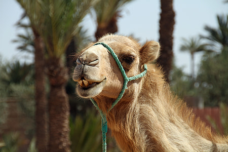 selective focus photography of camel with halter thumbnail