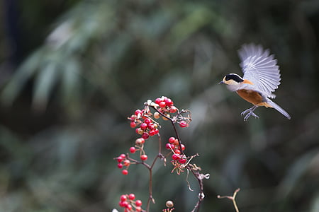 selective focus of brown chickadee thumbnail