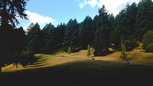 green leafed trees thumbnail