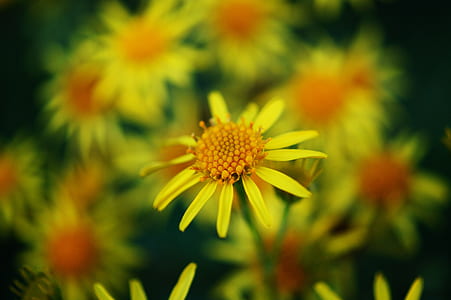 Yellow and Orange Petal Flower thumbnail