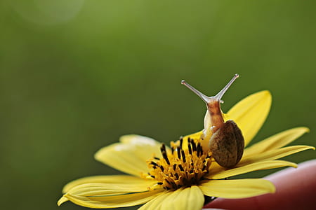 yellow creopsis flower with snail thumbnail