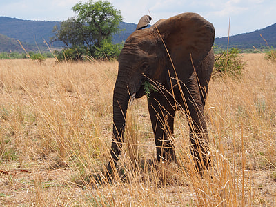 brown elephant standing on grass near tree thumbnail