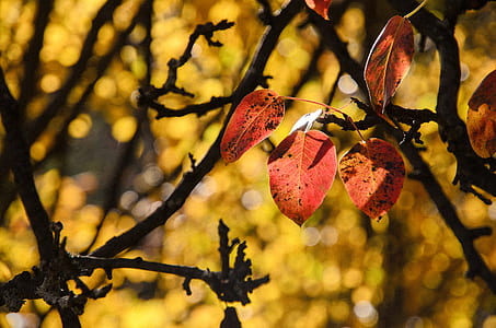 brown leaves thumbnail