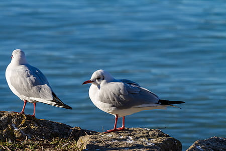 two white birds beside ocean thumbnail