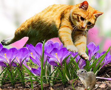 photo of orange tabby cat jumping on mouse near flowers thumbnail