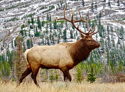 moose on grass thumbnail