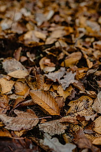Autumn walk to the forest in foggy weather thumbnail