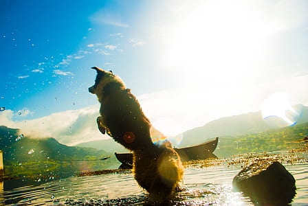 light, water, boat, animal thumbnail