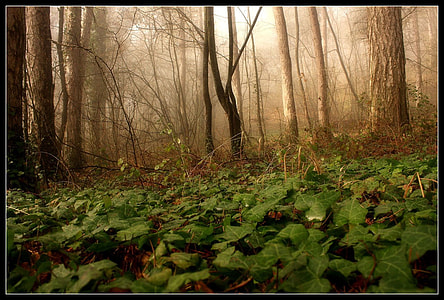 green plants inside forest during daytime thumbnail