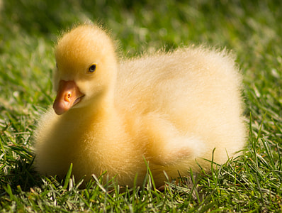 shallow focus photography of yellow duckling sitting on green lawn thumbnail
