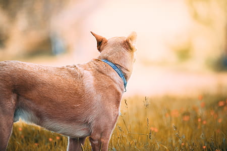 brown dog standing on green grass at daytime thumbnail