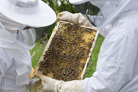person holding beehives during daytime thumbnail