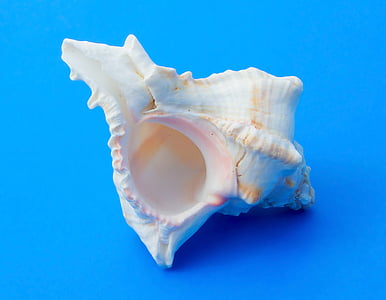 white conch shell thumbnail