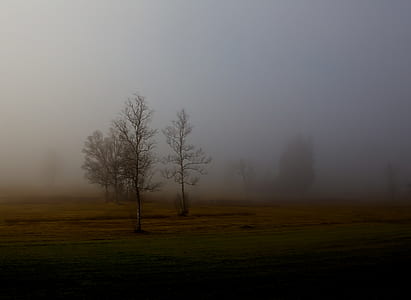 photography of bale tree surrounded with fogs thumbnail