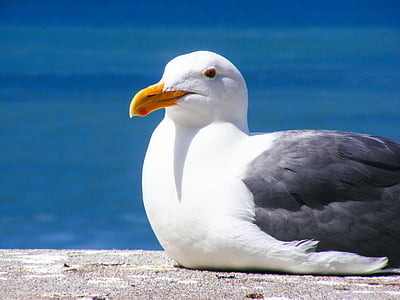 Sea Gulls thumbnail