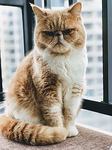 orange and white cat thumbnail