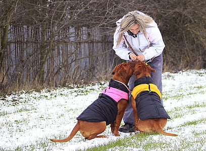 woman with two adult French mastiffs thumbnail