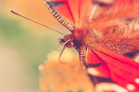 orange butterfly thumbnail