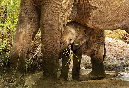 two brown elephants during daytime thumbnail