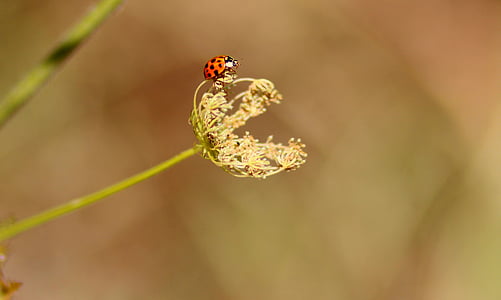 red and black ladybug on flower thumbnail