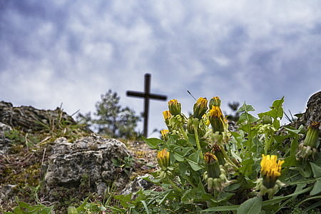 yellow flower thumbnail
