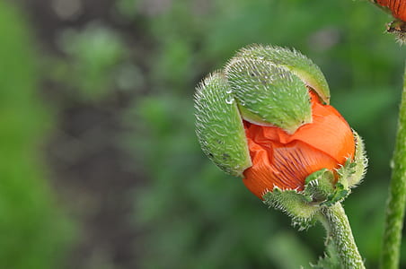 macro photography of orange poppy flower bud thumbnail