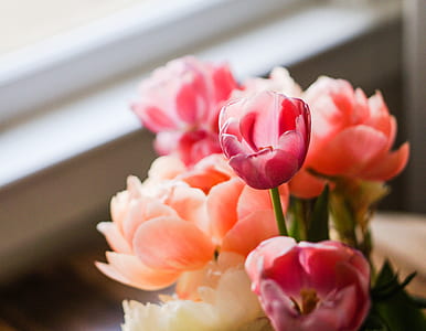 Close Photography of Red Flower in Vase thumbnail