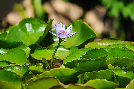 purple water lily flower close-up photography thumbnail