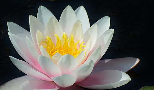 closeup photography of white and pink lotus flower in bloom thumbnail