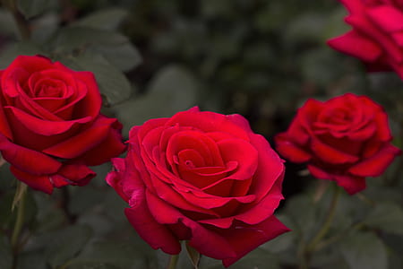 three red rose flowers focus photography thumbnail
