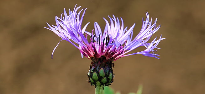 purple petaled flower during daytime thumbnail