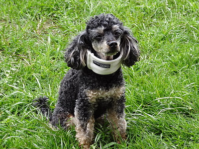 black and tan poodle wearing neck brace thumbnail
