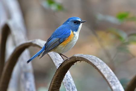 blue and white bird perched on brown fence thumbnail