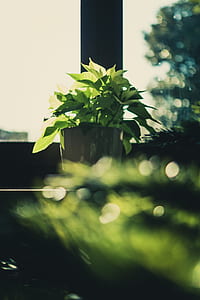 Green Leaf Plant on Brown Wooden Pot thumbnail