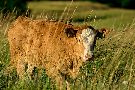 brown and white cattle on green grass thumbnail