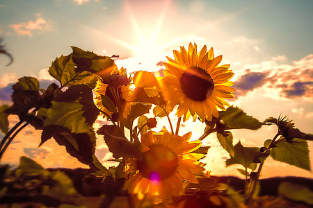 yellow sunflowers on focus photo thumbnail
