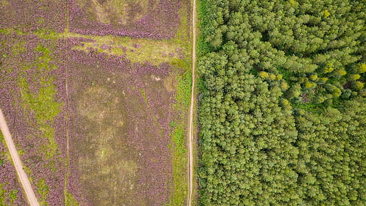 bird's eye view of forest thumbnail
