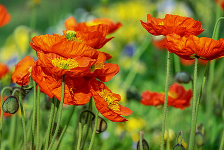 orange flowers blooming during daytime thumbnail
