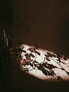 red bougainvillea plant thumbnail