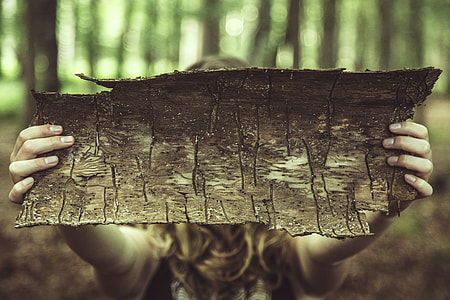 person holding dried tree skin thumbnail