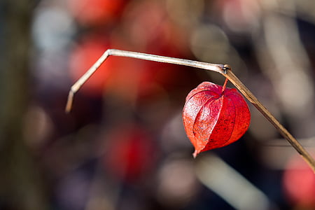 selective focus photography of red physalis flower thumbnail