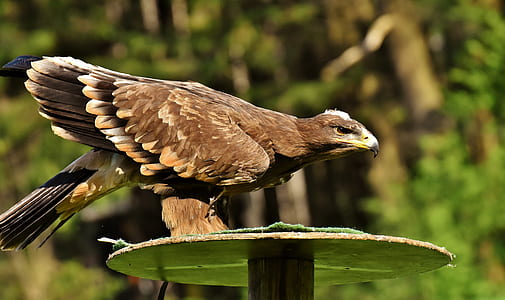 selective focus photography of brown eagle thumbnail