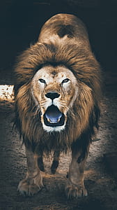lion with open mouth on brown soil thumbnail