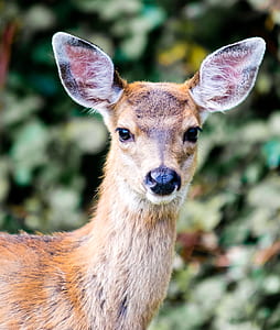 brown dear in closeup photography thumbnail