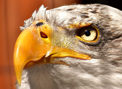 closeup view of bald eagle thumbnail