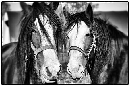 grayscale photo of two horses thumbnail