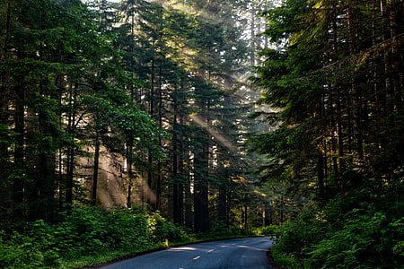 black asphalt road between green trees thumbnail